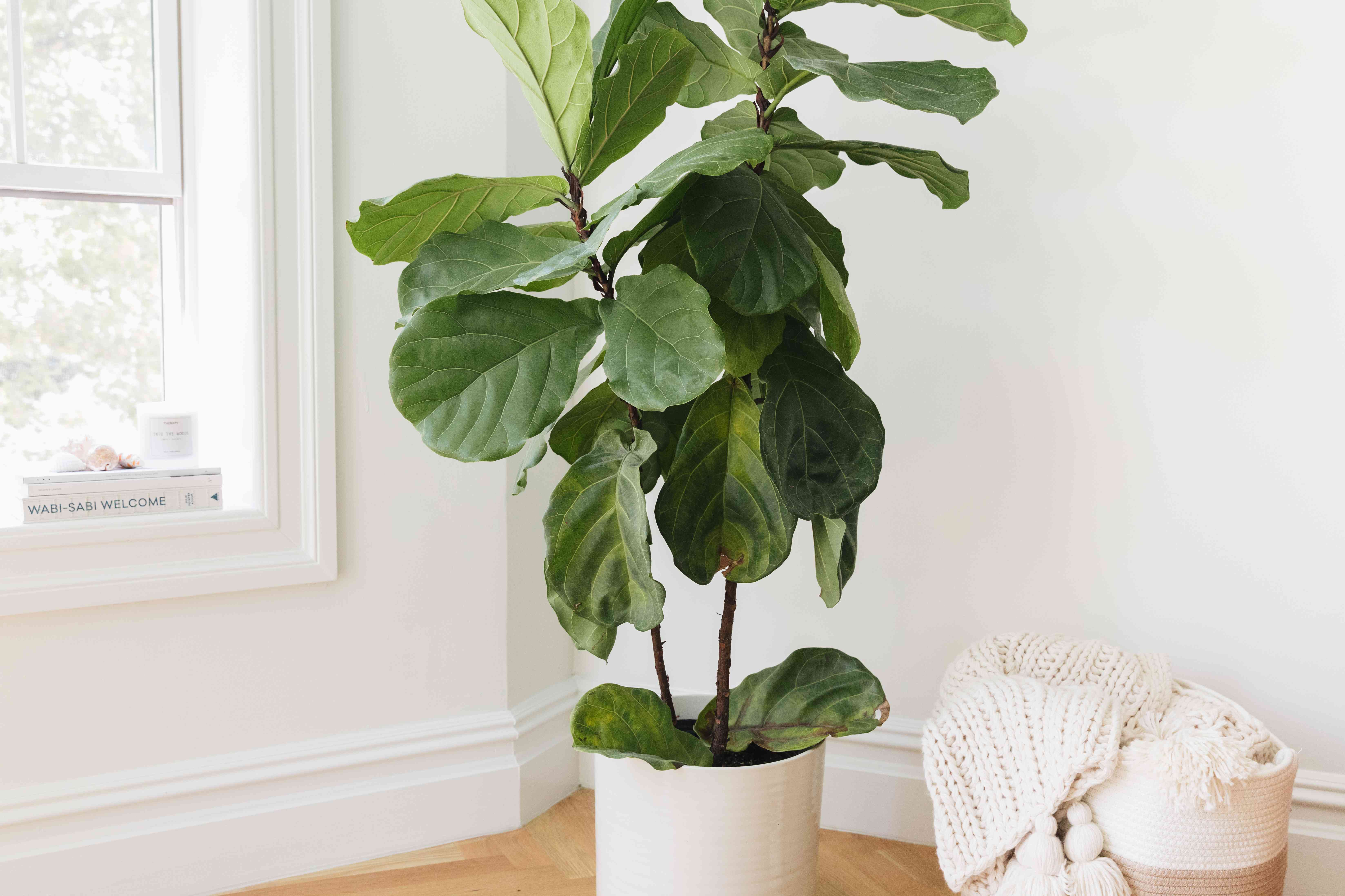 Monstera Deliciosa