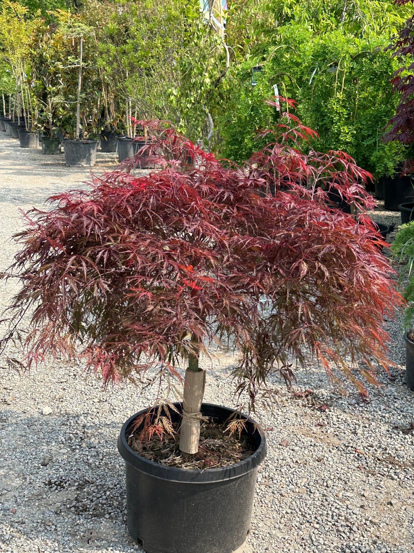 Japanese Maple